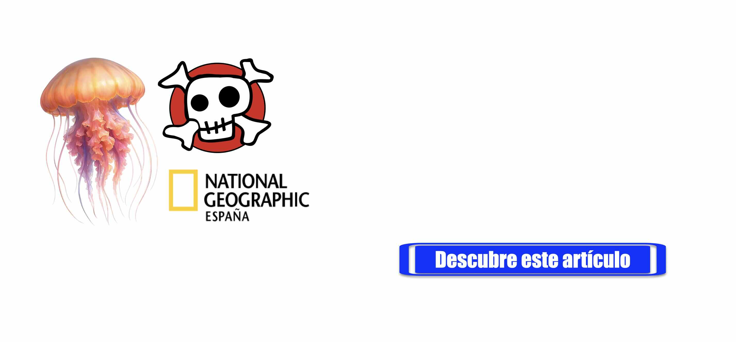 Descubren una nueva medusa letal
