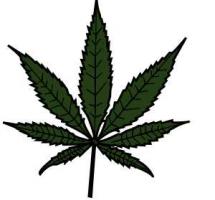 Ilustracion de una hoja de marihuana sobre fondo blanco