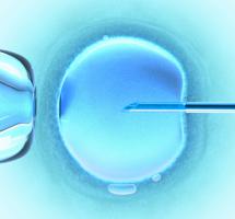 Células madre, ¿apoyar su investigación?