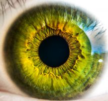 ¿Dar dinero para investigación sobre retina?