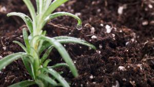 Flanta floreciendo en un terreno abonado