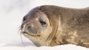 Foto de una foca en la nieve