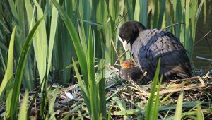 ¿Apoyar el desarrollo sostenible para favorecer la biodiversidad?