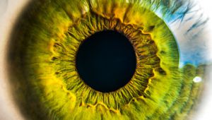 ¿Dar dinero para investigación sobre retina?