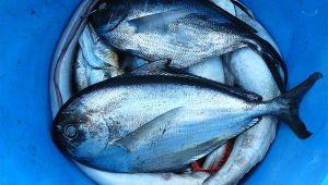 Evitar el consumo de pescados grandes durante el embarazo