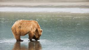 Oso bebiendo agua en un río