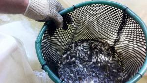 Promover la pesca sostenible