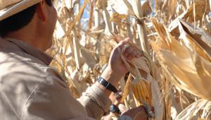 productores locales, campesinos