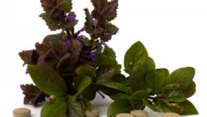 Planta y pastillas de valeriana sobre fondo blanco